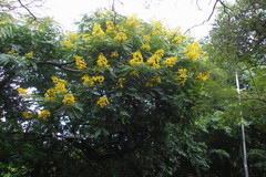 Senna spectabilis